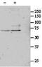 Serum Response Factor antibody, GTX88384, GeneTex, Western Blot image 