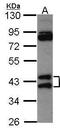 Heterogeneous nuclear ribonucleoprotein A/B antibody, PA5-27549, Invitrogen Antibodies, Western Blot image 