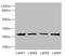 L-xylulose reductase antibody, LS-C682102, Lifespan Biosciences, Western Blot image 