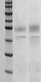 72 kDa type IV collagenase antibody, TA354278, Origene, Western Blot image 