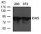 EWS RNA Binding Protein 1 antibody, 79-651, ProSci, Western Blot image 