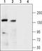 Slo1 antibody, TA328989, Origene, Western Blot image 