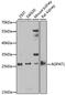 1-Acylglycerol-3-Phosphate O-Acyltransferase 1 antibody, A6517, ABclonal Technology, Western Blot image 