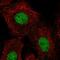 Homeobox protein Hox-B5 antibody, HPA043851, Atlas Antibodies, Immunocytochemistry image 