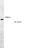 VPS35 Retromer Complex Component antibody, NB100-1397, Novus Biologicals, Western Blot image 