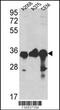 GAPDH antibody, TA325000, Origene, Western Blot image 