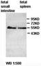 Zinc Finger CCCH-Type Containing 12D antibody, orb77483, Biorbyt, Western Blot image 