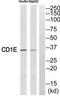 CD1e Molecule antibody, TA313573, Origene, Western Blot image 