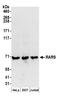 Arginyl-tRNA synthetase, cytoplasmic antibody, A304-749A, Bethyl Labs, Western Blot image 