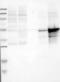 Lymphocyte-specific protein 1 antibody, TA590763, Origene, Western Blot image 
