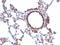 Nuclear Antigen antibody, NBP2-48213, Novus Biologicals, Immunohistochemistry paraffin image 