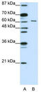 CUGBP Elav-like family member 2 antibody, TA345750, Origene, Western Blot image 
