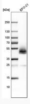 Podoplanin antibody, NBP1-90211, Novus Biologicals, Western Blot image 
