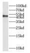 Homer Scaffold Protein 3 antibody, FNab03965, FineTest, Western Blot image 