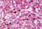 Melanocortin 5 Receptor antibody, MBS242939, MyBioSource, Immunohistochemistry frozen image 