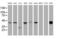 Proline Rich 11 antibody, MA5-26447, Invitrogen Antibodies, Western Blot image 