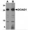 OCIA domain-containing protein 1 antibody, MBS150548, MyBioSource, Western Blot image 