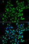 Zinc Finger And SCAN Domain Containing 26 antibody, 23-034, ProSci, Immunofluorescence image 