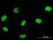 Deoxyuridine 5 -triphosphate nucleotidohydrolase antibody, orb89584, Biorbyt, Immunofluorescence image 