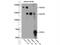 Nfm antibody, 20664-1-AP, Proteintech Group, Western Blot image 