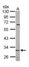 Zinc finger protein 42 antibody, PA5-27567, Invitrogen Antibodies, Western Blot image 