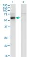 HCK Proto-Oncogene, Src Family Tyrosine Kinase antibody, H00003055-M01, Novus Biologicals, Western Blot image 
