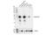 Doublecortin antibody, 91954S, Cell Signaling Technology, Western Blot image 