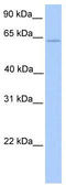 E74 Like ETS Transcription Factor 4 antibody, TA330213, Origene, Western Blot image 