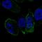 Somatostatin receptor type 5 antibody, HPA066503, Atlas Antibodies, Immunofluorescence image 