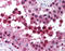 Cullin 9 antibody, TA317859, Origene, Immunohistochemistry frozen image 