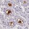 Serum amyloid A-4 protein antibody, HPA060139, Atlas Antibodies, Immunohistochemistry frozen image 