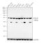Serine-threonine kinase receptor-associated protein antibody, PA5-31226, Invitrogen Antibodies, Western Blot image 