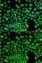 PIST antibody, GTX64526, GeneTex, Immunocytochemistry image 