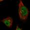 CWF19 Like Cell Cycle Control Factor 1 antibody, HPA036890, Atlas Antibodies, Immunofluorescence image 