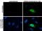 Jumonji And AT-Rich Interaction Domain Containing 2 antibody, PA5-78032, Invitrogen Antibodies, Immunofluorescence image 