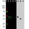 Aurora Kinase B antibody, M00246-1, Boster Biological Technology, Western Blot image 