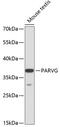 Parvin Gamma antibody, 14-678, ProSci, Western Blot image 