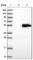 Integrin Alpha FG-GAP Repeat Containing 2 antibody, HPA038664, Atlas Antibodies, Western Blot image 