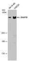 Microtubule Associated Protein 1B antibody, PA5-78052, Invitrogen Antibodies, Western Blot image 