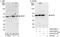hRap1 antibody, A303-532A, Bethyl Labs, Immunoprecipitation image 