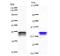 Chromodomain-helicase-DNA-binding protein 6 antibody, LS-C342418, Lifespan Biosciences, Western Blot image 