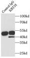 Keratin 18 antibody, FNab02204, FineTest, Immunoprecipitation image 