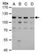 O-Linked N-Acetylglucosamine (GlcNAc) Transferase antibody, TA308359, Origene, Western Blot image 