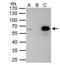 PBX/Knotted 1 Homeobox 1 antibody, NBP2-19853, Novus Biologicals, Immunoprecipitation image 