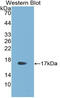 R-Spondin 1 antibody, MBS2027022, MyBioSource, Western Blot image 