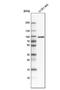 RAD50 Interactor 1 antibody, NBP1-82312, Novus Biologicals, Western Blot image 
