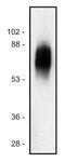 Signaling Threshold Regulating Transmembrane Adaptor 1 antibody, GTX29528, GeneTex, Western Blot image 
