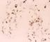 C-Type Lectin Domain Family 4 Member M antibody, DDX0201P-100, Novus Biologicals, Western Blot image 