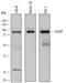 SH2B Adaptor Protein 1 antibody, AF6915, R&D Systems, Western Blot image 