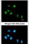 PIN1 antibody, PA5-29675, Invitrogen Antibodies, Immunofluorescence image 